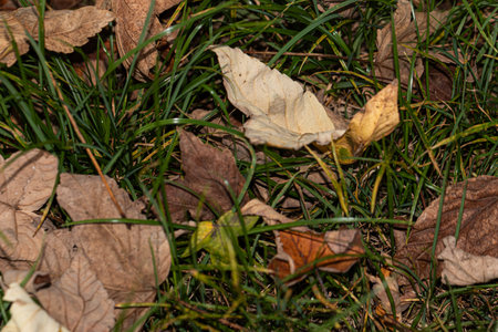 Leaves in various states of fading, from fresh green to deep rust, litter the ground in a celebration of autumn's cycleの写真素材