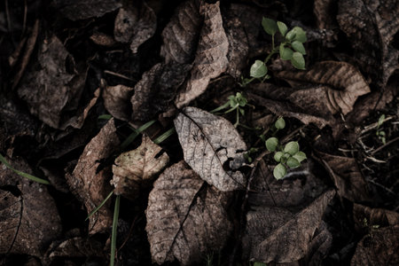 Autumn leaves scattered across a forest floor, showcasing a rich palette of fall colorsの写真素材
