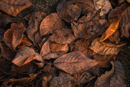 Crisp, fallen leaves cover the ground, marking the change of seasons with vibrant huesの写真素材