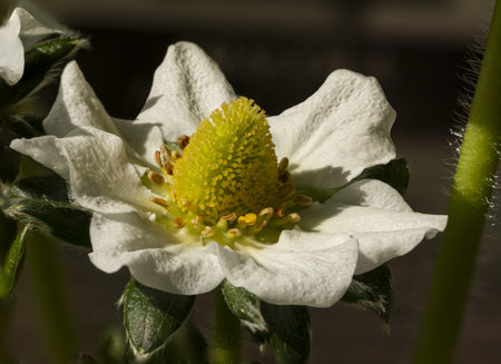 Macro shot capturing the delicate details of a white strawberry flower, highlighting its vibrant yellow center surrounded by green leaves in natural lightの写真素材
