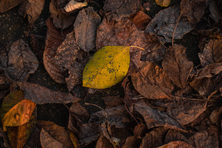 Detailed texture of dry leaves in natural settings, illustrating the beauty of decay in autumnの写真素材