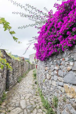 a little street of Portovenere with a wisteria flowersのeditorial素材