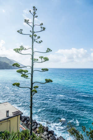 Agave plant facing the sea in the Cinque Terre in Corniglia