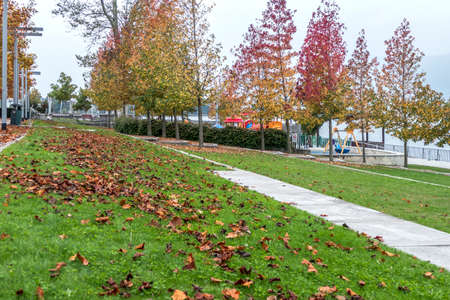 Foliage in the park near the Lake Maggiore in Luino.