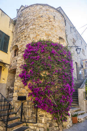 Historic center of Cervo with ancient houses and Climbing Bougainvillea