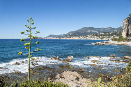 Beautiful agave flower on the Balzi Rossi beach in Ventimiglia with Menton in the backgroundの写真素材