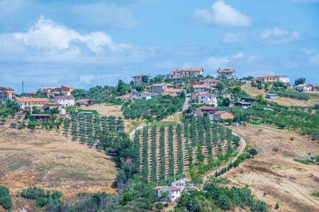 The Abruzzo hills with olive trees and cultivated fields and a blue skyの写真素材