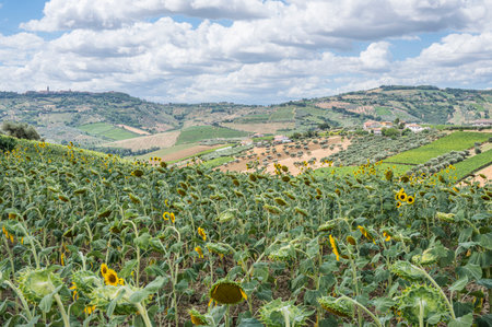 Panorama of the Abruzzo hills with a field of sunflowers in the foregroundの写真素材