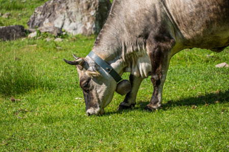 Cow grazing grass in a mountain pastureの写真素材