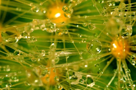 Catus and dropsの写真素材