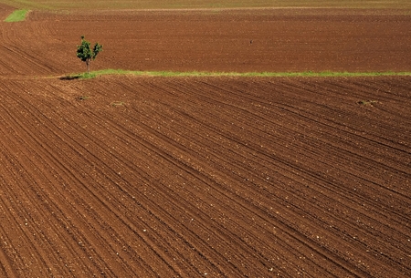Plowed fields with a tree on a green grass lineの写真素材
