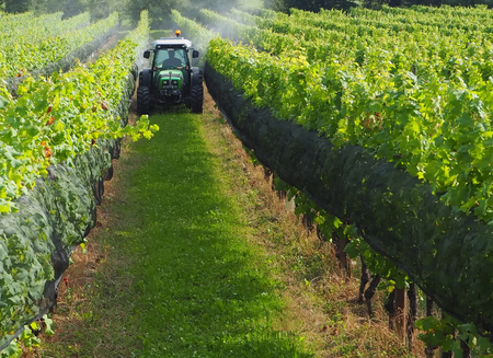 Green tractor between the vineyards in the middle of summer