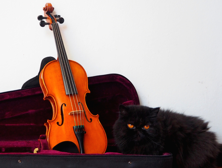 Violin in its case with a black persian cat with orange eyesの写真素材