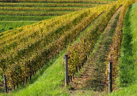 Yellow and green vineyards pattern in autumnの写真素材