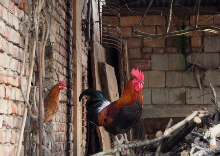 A window in a courtyardの写真素材