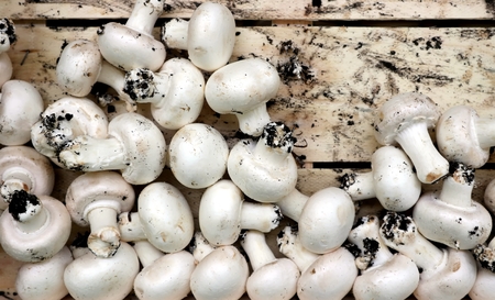 Freshly picked white champignon mushrooms in a wooden boxの写真素材