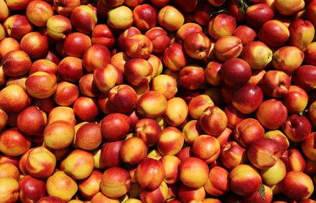 Large group of freshly harvested nectarines, under the sunlight. Food background and textureの写真素材