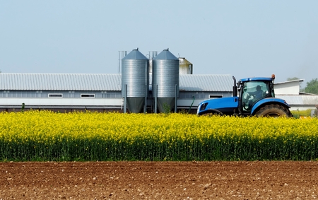 Blue tractor in the middle of a yellow canola field.
