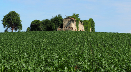 Young corn plants in a cornfieldの写真素材