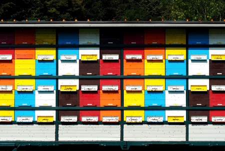 Front view of colorful wooden beehives lined up and stacked in a large rectangular structure. Apiculture.の写真素材