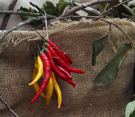 A bundle of red and yellow chili peppers hanging on a branch. Jute canvas on backgroundの写真素材