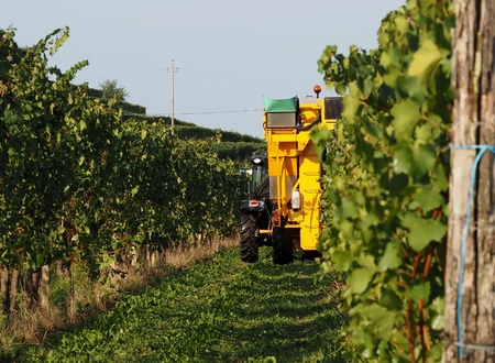 Automated grape harvester machine at work in the vineyards at september morningの写真素材
