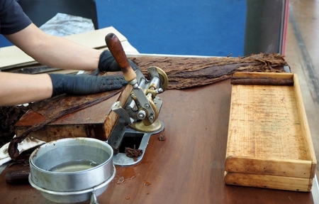 Handmade cigar preparation with big tobacco leavesの写真素材