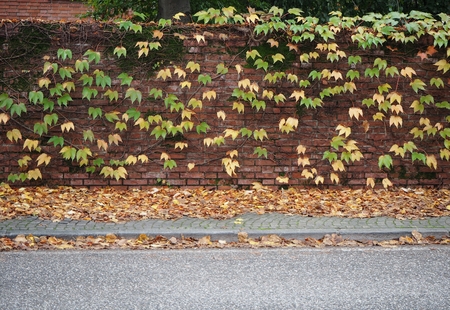 Brick wall with yellow and green vine leaves on it. Sidewalk full of fallen foliage and the asphalt road. Picturesque urban background in autumnの写真素材