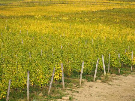 Vibrant yellow row of vineyards in early autumnの写真素材