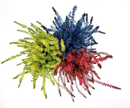 Top view of colorful plants Calluna vulgaris, or Common Heater- It is a low-growing perennial shrub related genus Erica.の写真素材