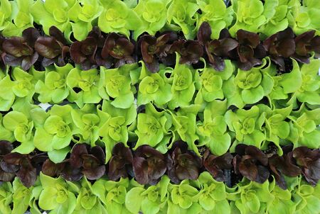 Rows of green and red lettuce geometrically arranged. Food background and texture.の写真素材