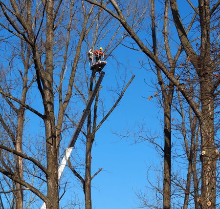 A gardener with a chainsaw on a work aerial platform prunes the tall trees in a cold sunny winter dayの写真素材
