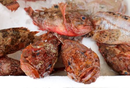 Red scorpion fish on a shelf of the fish storeの写真素材