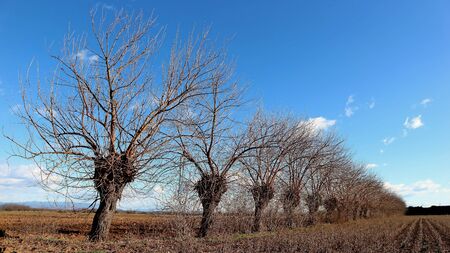 Long row of bare mulberry trees in a countryside of north east Italy, on a winter sunny day. Morus Alba is the scientific name.の写真素材