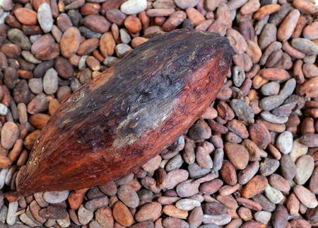 Cocoa pod on a bed of cocoa beans. Food backgroundの写真素材