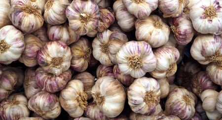 Heap of violet garlic at the market store. Food background and textureの写真素材