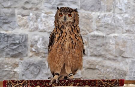 Domestic eagle owl on stone wall backgroundの写真素材