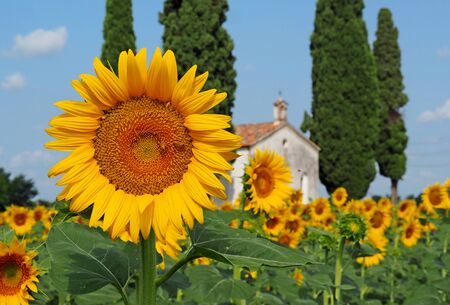 Sunflowers with a country church on background in a bright summer dayの写真素材