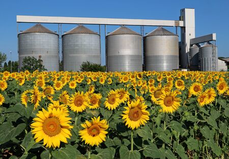 Sunflowers field in front of a grain drying system silos on a hot summer dayの写真素材