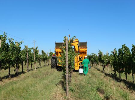 A grape harvester machine at work among the vineyards and a farmer with green workwears follows it with bucket and shears.の写真素材