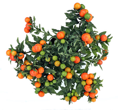 Winter cherry or Jerusalem cherry, on white background. Its scientific name is Solanum pseudocapsicumの写真素材