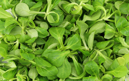 Valerianella locusta, commonly known as lamb's lettuce or corn salad. Background and texture, full frame.の写真素材