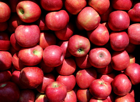 Heap of red delicious apples under the sunlight, Top view, background and texture.の写真素材