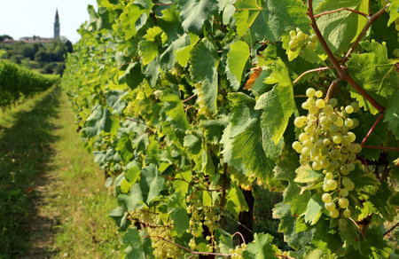 Young Prosecco grapes hanging on vine in August. A far distant church on the background.の写真素材