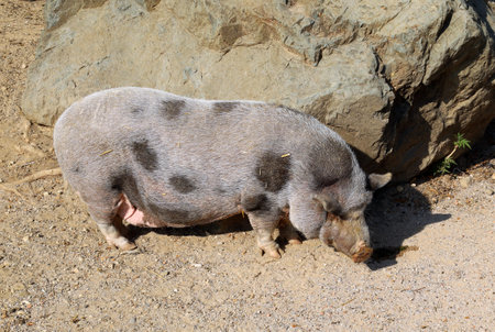 Vietnamese Pot-bellied, also know as Lon I, a traditional breed of small domestic pig of Vietnamの写真素材