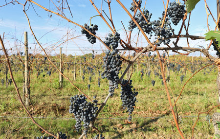 Ripe Cabernet grapes still on the the autumn vineyards while the leaves are already fallen.の写真素材