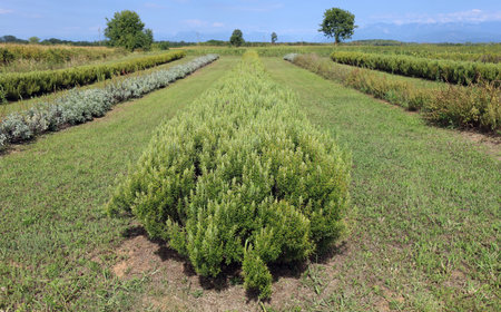 Rows of rosemary bush in a plantation.の写真素材