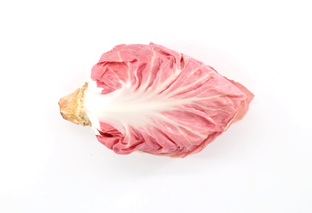Pink radicchio plant, a type of leaf chicory, on white background. It is spread in north east Italy and known for its taste.の写真素材