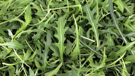 Freshly picked rocket salad. Full frame, background and textureの写真素材