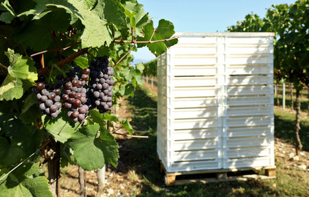 Grape harvesting day for the Pinot clusters, with the plastic crates for the crop on background.の写真素材